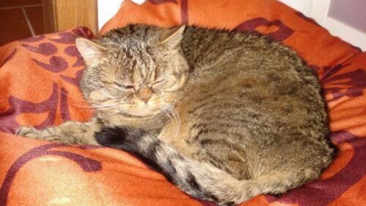Katze