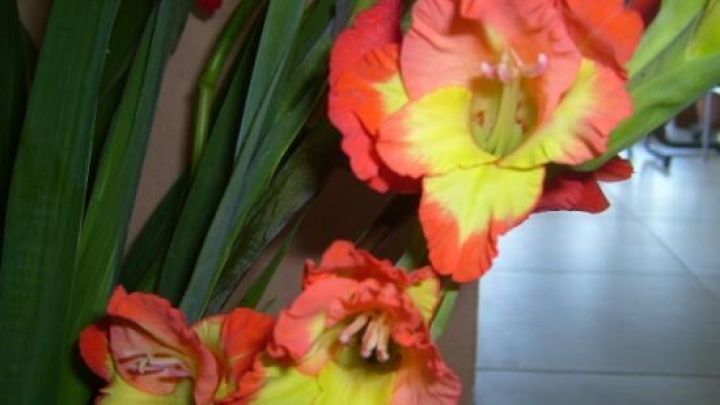 Gladiole