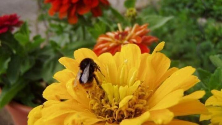 Blume