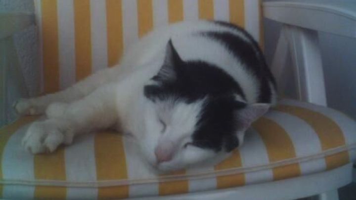 Katze