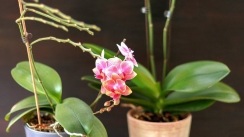 Orchideen blühen leichter