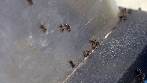 Ameisen in der Wohnung vertreiben