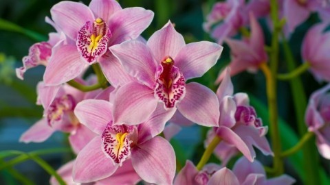 Orchideen düngen