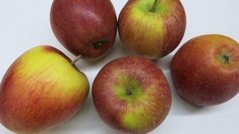 Geriebener Apfel im Rührteig verhindert Trockenheit