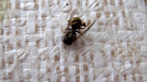 Salmiakgeist gegen Wespen