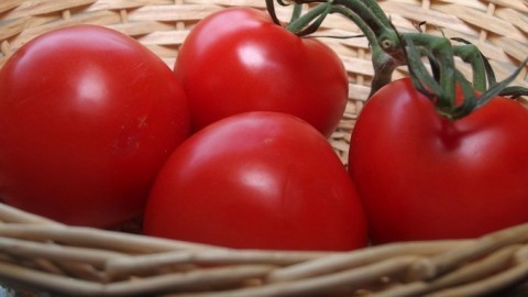 Tomaten aufbewahren