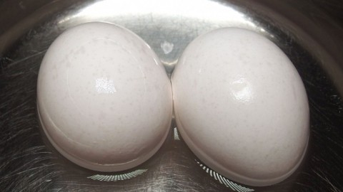 Eier kochen - energiesparend