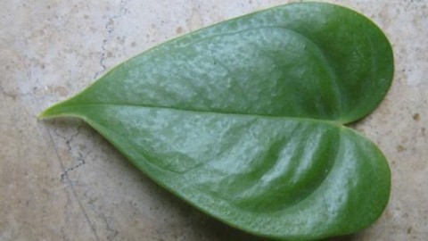 Herzblatt - ein Pflanzenherz für euren Schatz