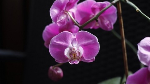 Orchidee (Phalaenopsis) nach dem Verblühen erneut zum Blühen bringen