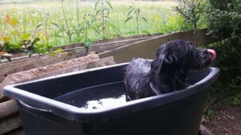 Maurerkübel als kleine Badewanne für den Hund