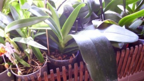Orchideentöpfe auf Seramis oder Blähton stellen