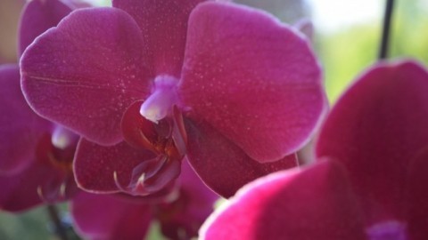 Üppiger Wachstum bei Orchideen und Zimmerpflanzen
