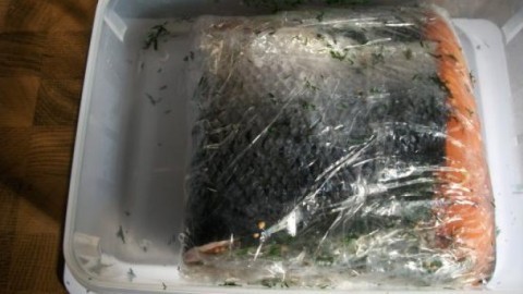 Graved Lachs platzsparend im Kühlschrank herstellen