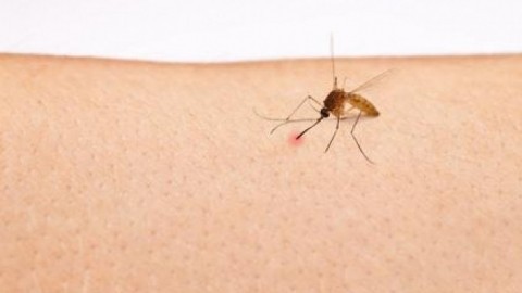 Hilfe gegen Mückenstiche: Bepanthen und Essig