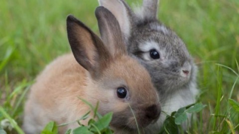 Kaninchen-Haltung Grundlagen