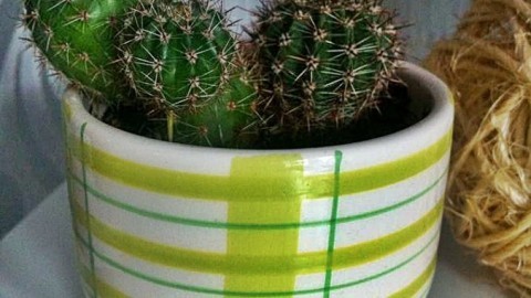 Kaktus entstauben