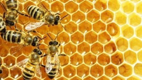 Wissenswertes über Honig, Bienen und Imker