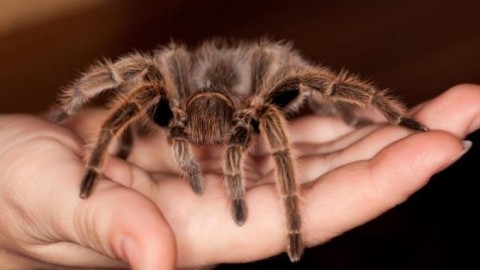 Spinnenphobie - Angst vor Spinnen, was tun?