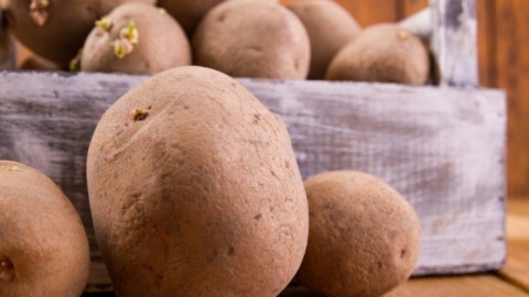 Kartoffeln lagern - so geht's richtig
