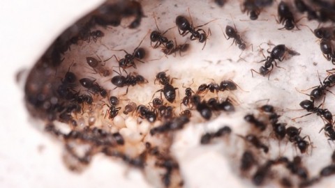 Backpulver und Zucker gegen Ameisen