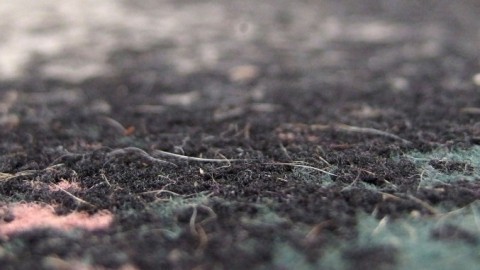 Tierhaare auf dem Teppich mit Weichspüler entfernen