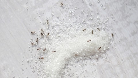 Ameisen vertreiben mit Zuckerwasser
