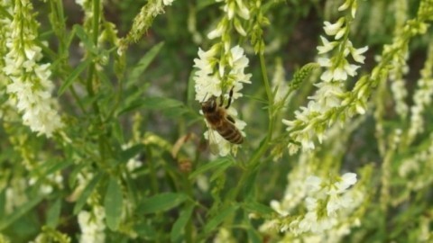 Kalzium bei Bienen- oder Wespenstich