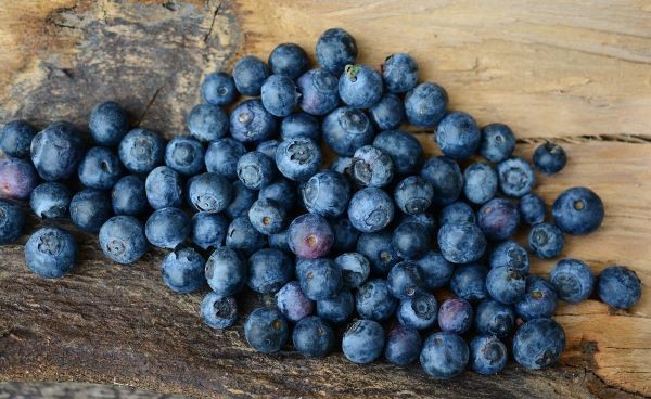 Blaubeeren werden auch Heidelbeeren genannt und sind aufgrund ihrer wenigen Kalorien ein perfekter Snack f&uuml;r Zwischendurch.