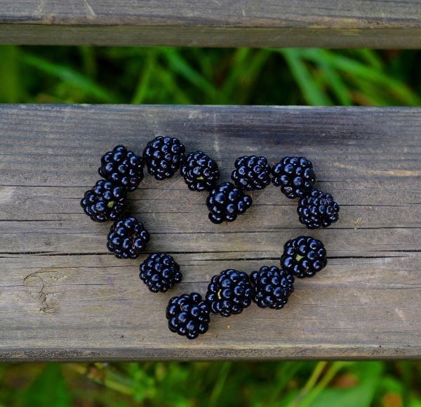 Wer selbst Brombeeren pfl&uuml;cken m&ouml;chte, muss sich vor den vielen Stacheln des Brombeerstrauchs in Acht nehmen.