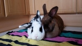 Profilbild