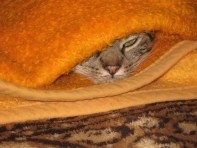 Profilbild