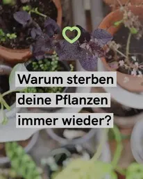 Frag-Mutti.de Instagram Post 3