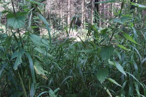 Brennnessel Hausmittel & Tipps Frag Mutti