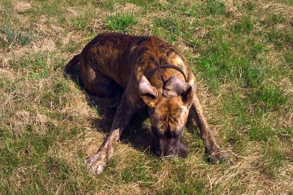 Hund waschen Hausmittel & Tipps Frag Mutti