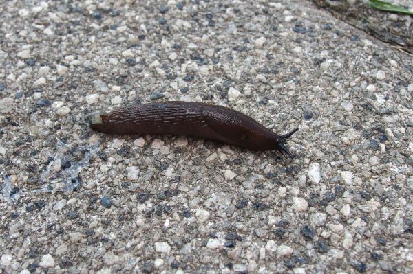 Schneckenschleim Entfernen Hausmittel Tipps Frag Mutti