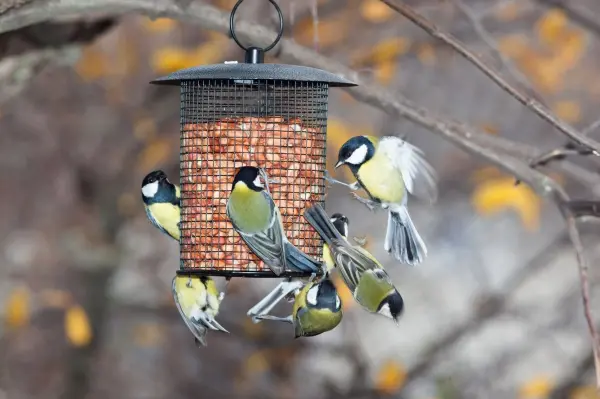 Meisen füttern an einem Futterhaus im Garten, während die Blätter im Herbst bunt leuchten.