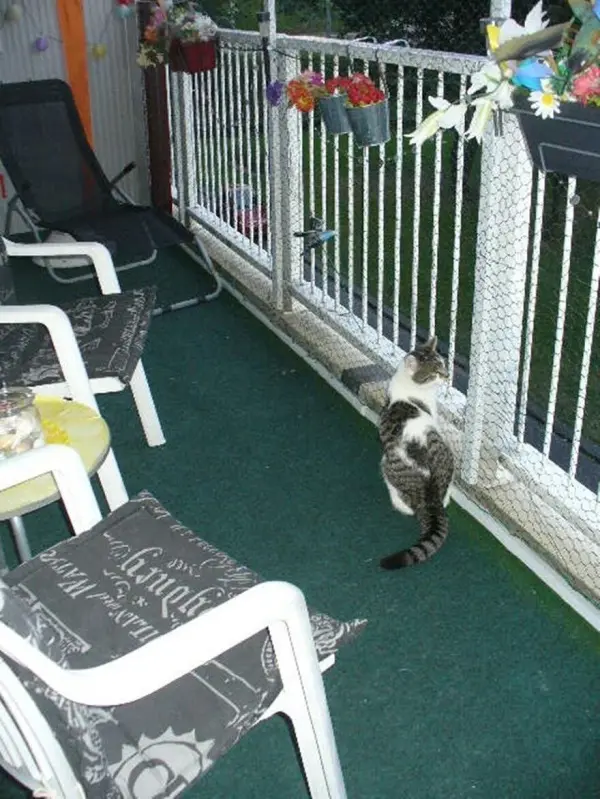Eine Katze steht am katzensicheren Balkon und schaut durch den Schutzzaun auf die grüne Umgebung.