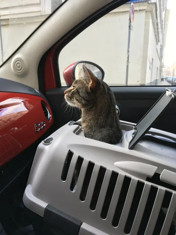Eine Katze sitzt in einem Transportkorb auf dem Beifahrersitz eines Autos und schaut neugierig nach draußen.