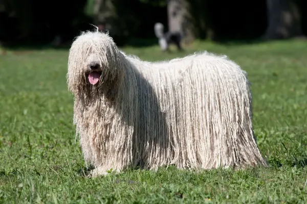 Die verfilzten, bis auf den Boden reichenden Haare schützen den Komondor gegen Sandstürme, übermäßige Hitze (bis 40 °C plus) oder extreme Kälte (bis minus 30 °C). Zudem bieten die zotteligen Haare besten Schutz vor Tierbissen.