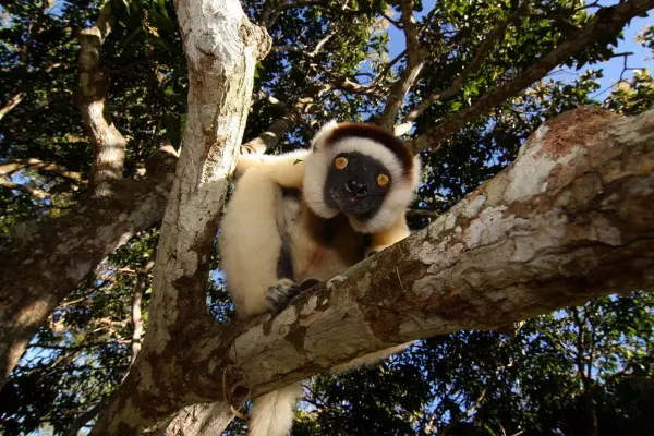 Sifakas sind die zweitgrößten Lemuren der Welt. Je nach Art unterscheidet sich das Gewicht von Sifakas zwischen 3 und 7 Kilogramm. Die Kopfrumpflänge der Tiere kann von 45 bis 55 cm betragen.