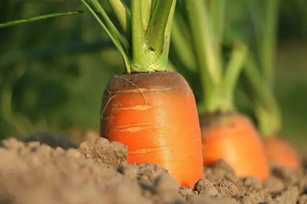 Karotten, R&uuml;ben, M&ouml;hren &ndash; &uuml;ber die Bezeichnung f&uuml;r das gelb-orangefarbene Wurzelgem&uuml;se l&auml;sst sich streiten, doch alle drei sind richtig. Im M&auml;rz werden die Fr&uuml;hm&ouml;hren ges&auml;t, die ab Mai erntereif sind.