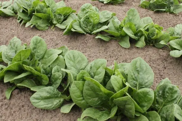 Fr&uuml;hjahrsspinat sollte zwischen M&auml;rz und Mai ausges&auml;t werden, Sommersorten zwischen Mai und Anfang August und Wintersorten zwischen Mitte September und Anfang Oktober.