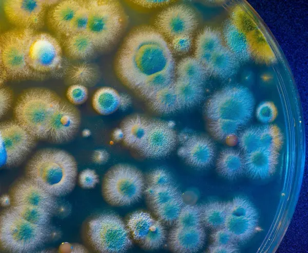 Unter dem Mikroskop sieht Schimmel ganz sch&ouml;n aus. Im Labor wurde das Penicillin entdeckt, das seit 100 Jahren Menschen rettet.