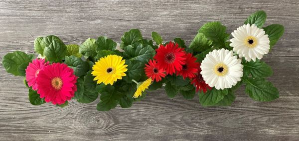 Rot steht f&uuml;r Liebe, Wei&szlig; f&uuml;r Unschuld, Rosa f&uuml;r Romantik und  Gelb f&uuml;r Lebensfreude. Doch es kann auch &Auml;rger bedeuten.