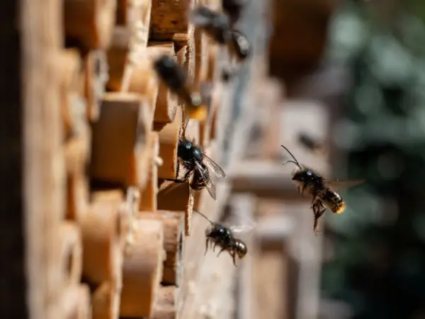 Wie wundersch&ouml;n, wenn bei dir tats&auml;chlich Wildbienen einziehen! Allerdings brauchen sie Bl&uuml;ten in der N&auml;he.