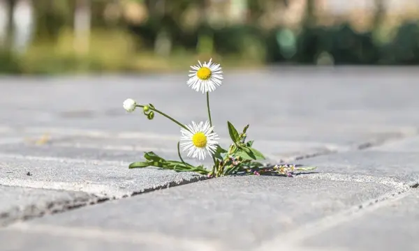 Es gibt Nachbarn, die sehen die Natur als ständigen, persönlichen Angriff. Ein Gänseblümchen wird da schnell zum Affront.
