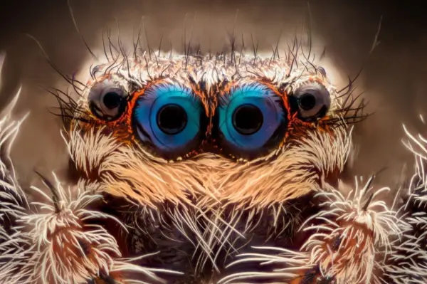 Eine Springspinne ist zwar auch haarig, baut aber meistens kein Netz. Daf&uuml;r hat sie gleich vier Augen und springt ihre Beute drauf