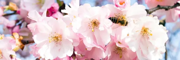 Nicht nur f&uuml;r uns Menschen zum Weinen sch&ouml;n sind zarte Kirschbl&uuml;ten, die uns im Fr&uuml;hjahr verz&uuml;cken. Bienen lieben sie &uuml;ber alles.
