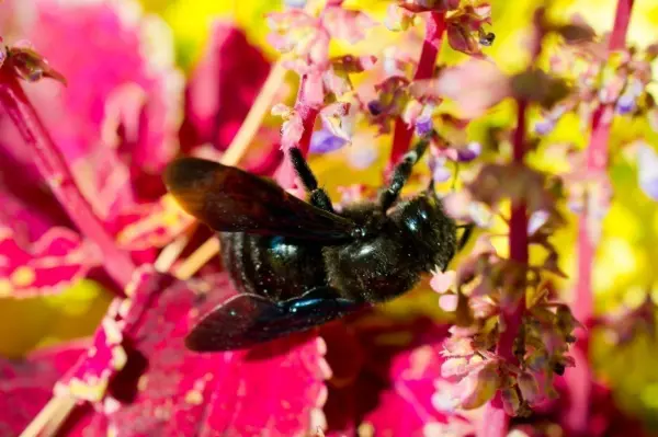 Von 560 heimischen Wildbienenarten stehen bereits &uuml;ber 300 auf der Roten Liste bedrohter Arten.