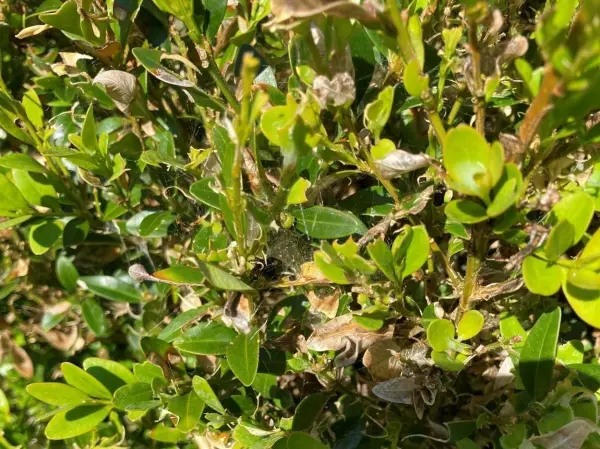 Diese Hecke kann noch gerettet werden! Am besten spr&uuml;hst du Neem&ouml;l morgens, bei mindestens 15 Grad und trockenem Wetter.